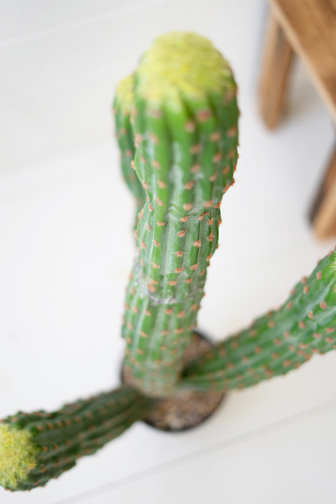 Artificial Multi Trunk Cactus In A Plastic Pot - Hearts Attic 