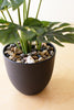Artificial Monstera Plant In A Plastic Pot Small - Hearts Attic 