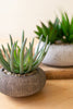 Set Of 2 Artificial Succulents In Concrete Pots - Hearts Attic 