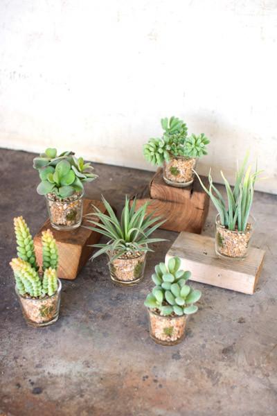 Set Of 6 Artificial Succulents In Glass Containers– Hearts Attic