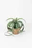 Artificial Airplants In A Pot- - Set Of 2 - Hearts Attic 