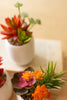 Set Of 3 Artificial Succulent Plants In A White Pot - Hearts Attic 