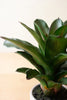 16" Artificial Succulent Plant In A Pot - Hearts Attic 