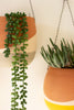 Set Of Three Clay Wall Pocket Planters With Wire Hangers - Hearts Attic 