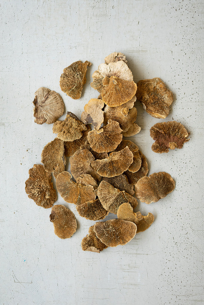 Bag Of 192 Dried Sponge Mushrooms - Hearts Attic 