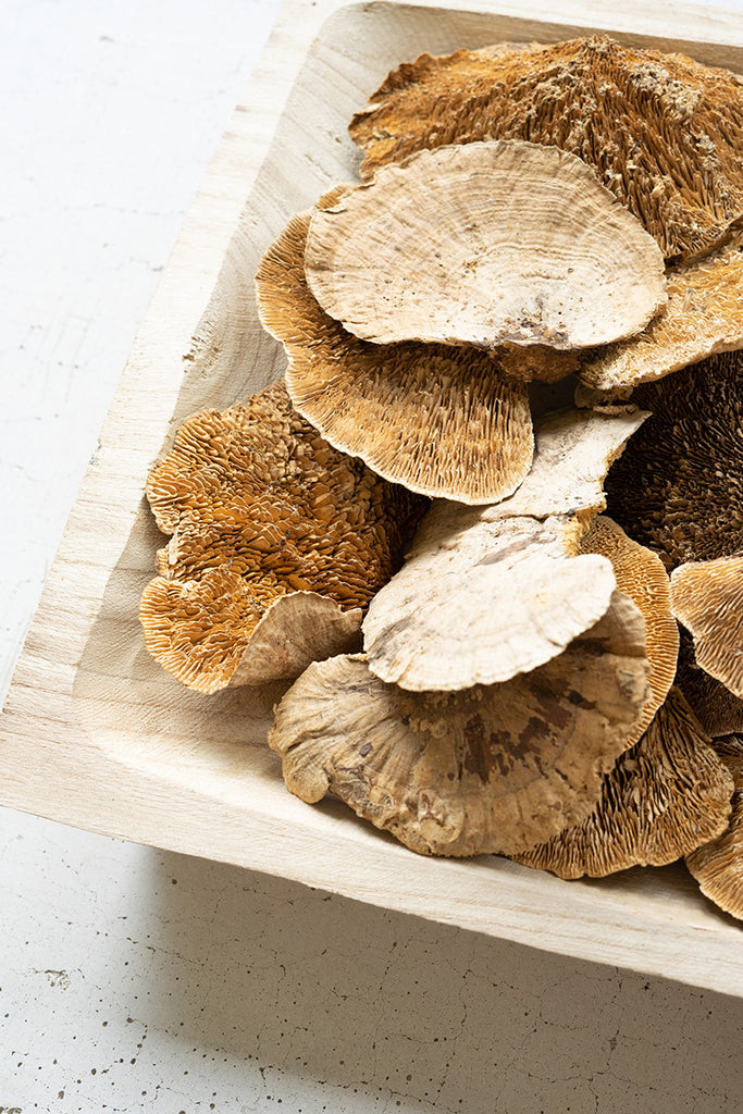 Bag Of 192 Dried Sponge Mushrooms - Hearts Attic 