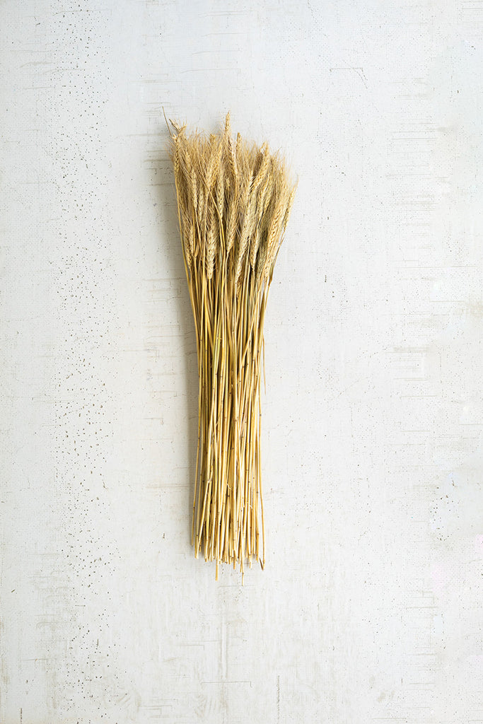 7 Oz. Bundle Of Natural Wheat Stems - Set of 24 - Hearts Attic 